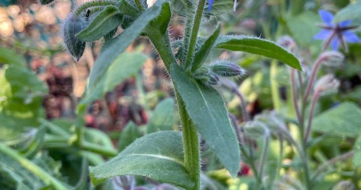 Why are hummingbird numbers declining?