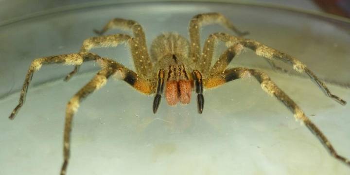 ¿Hay riesgo de que la peligrosa araña de los bananos llegue al AMBA?
