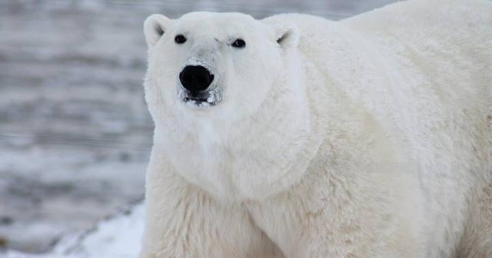 How polar bears provide food for other Arctic species