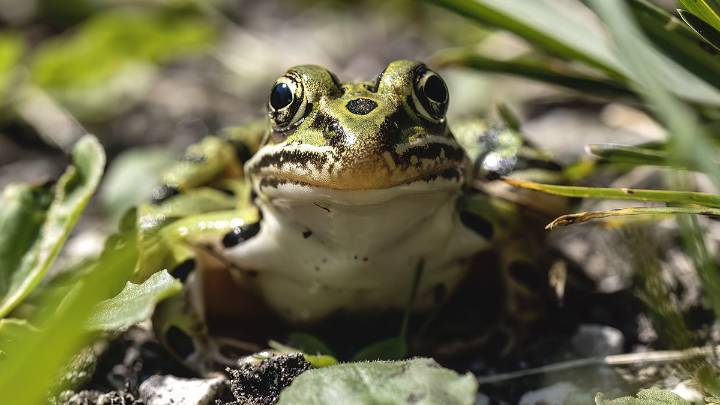 8 Frog Species and Toads You'll Find in North America