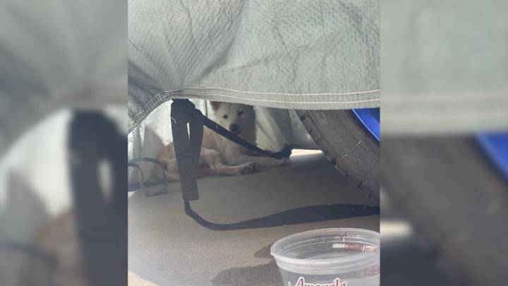 Dog Dumped In A Small California Neighborhood Waited For Owner To Come Back For Days, So Someone Finally Intervened