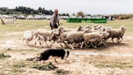 Alfarb busca al mejor perro pastor