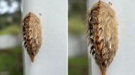 Don’t touch this fuzzy Florida bug. Here’s why it’s so dangerous