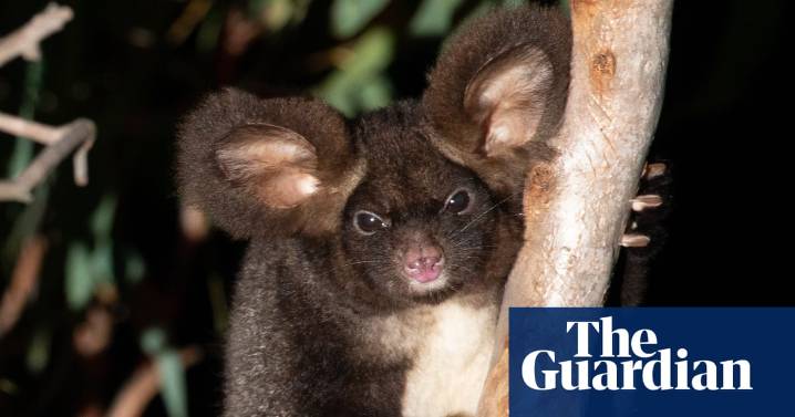 Fiery Senate exchange reveals investigation into coal firm allegedly clearing endangered greater glider habitat