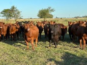 Continúa en creciendo la faena de vaquillonas: este año el stock de caería en  500 mil cabezas
