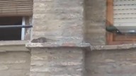 Vecinos del Arrabal denuncian la presencia de ratas: "Corren por las cornisas"