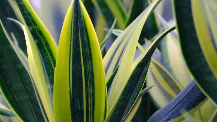 Regar la lengua de suegra con aloe vera: para qué sirve y por qué recomiendan hacerlo