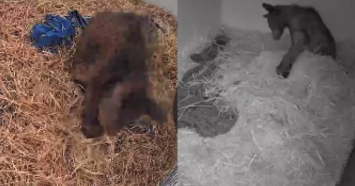 Muestran primeros videos de la recuperación de la osa Mina tras el horror que vivió en el zoológico de La Pastora