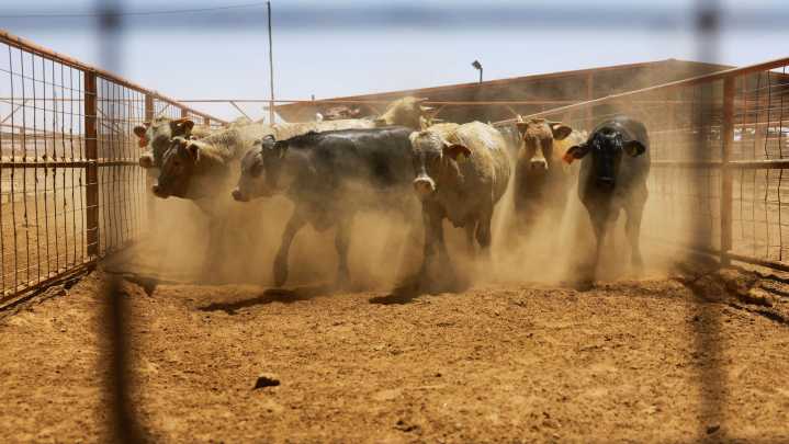 Alerta agrícola, la plaga Osbornellus salsus nunca vista en Arizona enciende alarmas