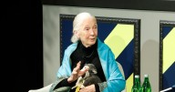 Chimpanzee expert Jane Goodall, 91, dies while on tour in US