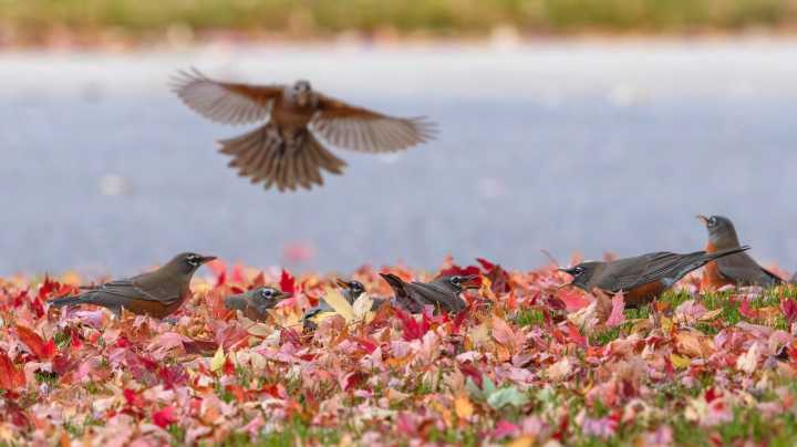 DIY A Simple Pumpkin Bird Feeder To Keep Birds Coming To Your Yard In Fall