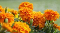 La planta medicinal que puedes cultivar en octubre para que el jardín estalle de flores en verano