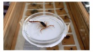 Entre Ríos registra 226 picaduras de alacranes en 2025