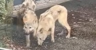Police issue update after officers capture three 'wolves' roaming streets of town