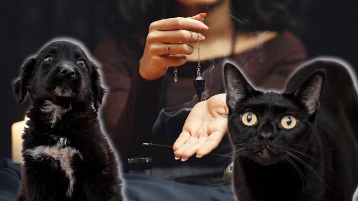 Gatos y perros negros en riesgo por rituales de santería: ¿por qué estar pendiente de ellos en octubre y noviembre?