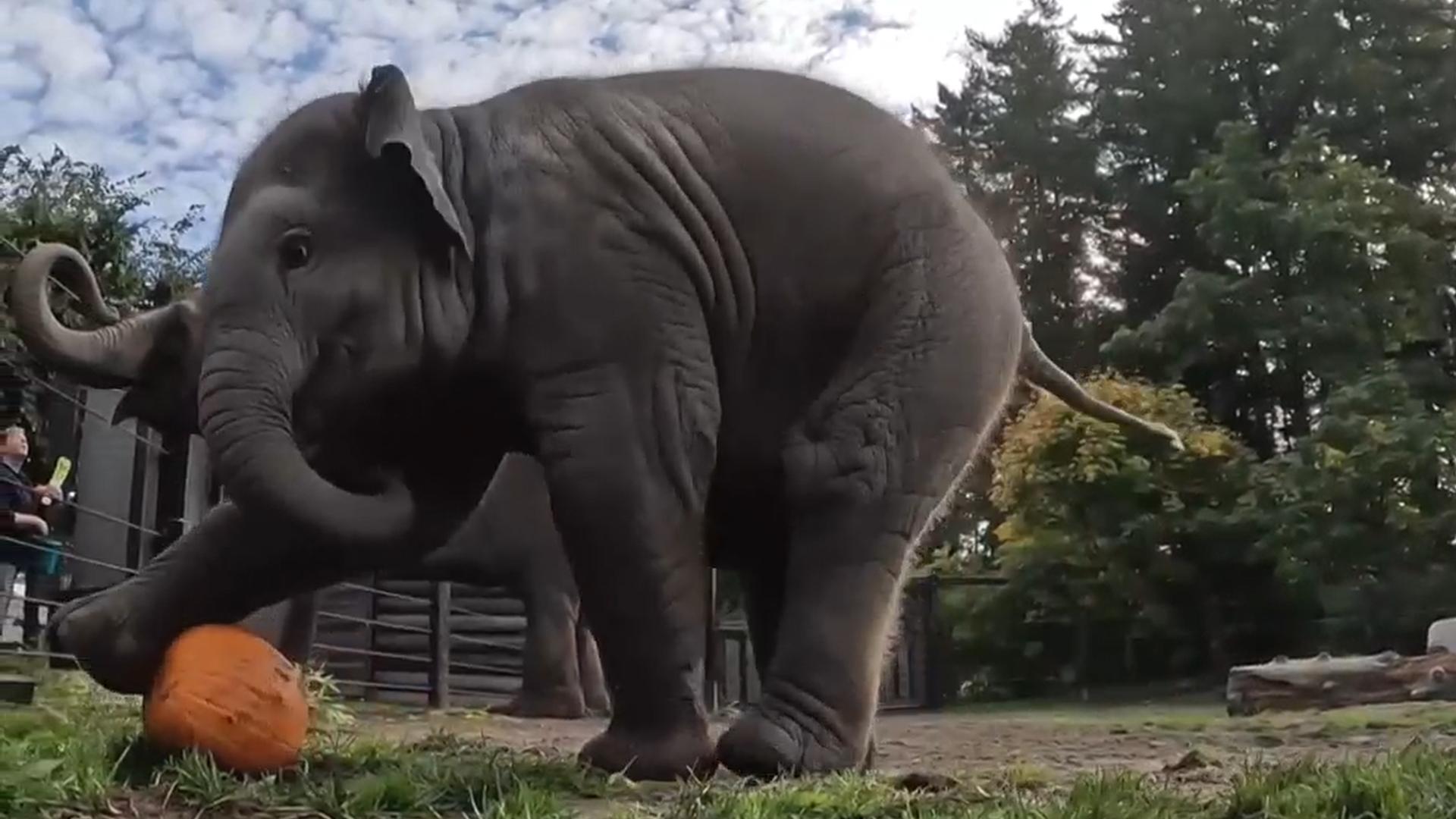 Watch a baby elephant play ball with a small pumpkin as her family smashes massive ones