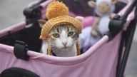 Se llama Kamilah, está paralítica, vive en Huesca y es toda una 'influencer' con 90.000 seguidores