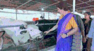 Watch: Priyanka Gandhi visits dairy farm in Kerala; meets 'cutie pie' named Alia Bhatt