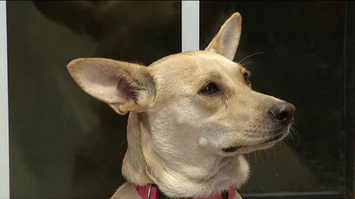 Owners forced to surrender their pets due to government shutdown