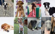 Midlands Pup Shots! October 7