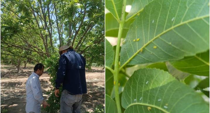 Detectan presencia del pulgón amarillo en cultivos de pecano en la provincia de Ica