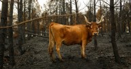 Los ganaderos reivindican su papel clave para la conservación del medio rural