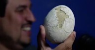 Streaming del Conicet: encontraron un huevo de dinosaurio carnívoro en la Patagonia