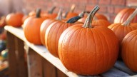 Homeowners Urged To Put This On Pumpkins In October To Prevent Rotting