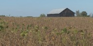 Central Ky. soybean farmers feel the impact of China’s retaliatory tariffs