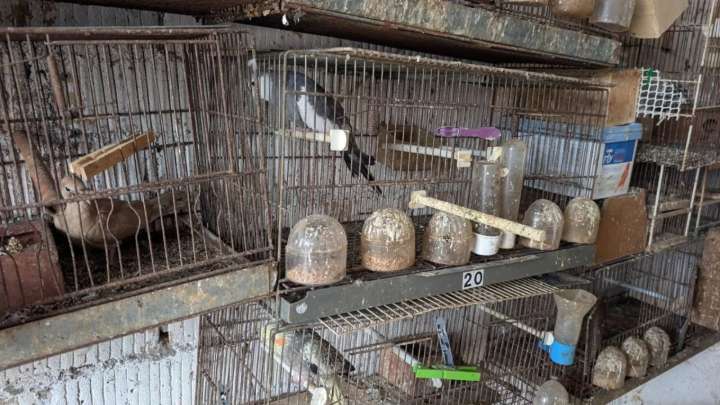 Denunciado por tener en mal estado casi 80 pájaros de especies exóticas en una finca de Viladecans