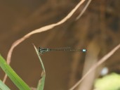 ¿Si no hubiera libélulas que pasaría?