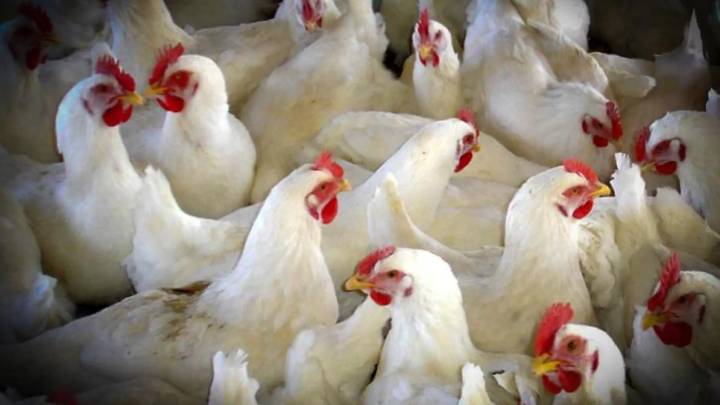 Prohibido criar aves al aire libre: primeras medidas contra la gripe aviar en Aragón