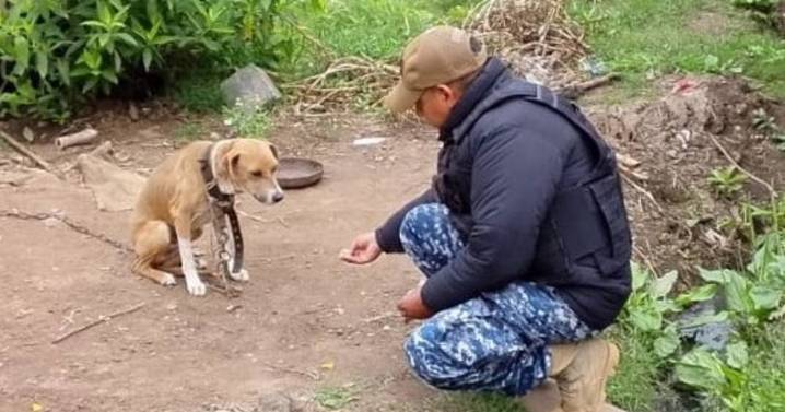 Rescatan a un perro víctima de maltrato en Remate Chico