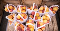 10 farmers markets and orchards for fresh produce in Atlanta this fall
