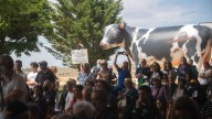 Ganaderos y ecologistas celebran que el Supremo tumbe el proyecto de la mayor macrogranja de Europa en Soria