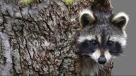 Sick raccoons in Robinson test negative for rabies