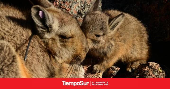 Medio ambiente Chinchillones anaranjados: lo que aprendimos después del regreso