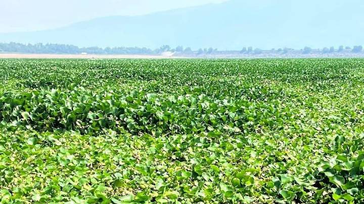 Presa Endhó: Semarnath tritura 900 hectáreas de lirio acuático
