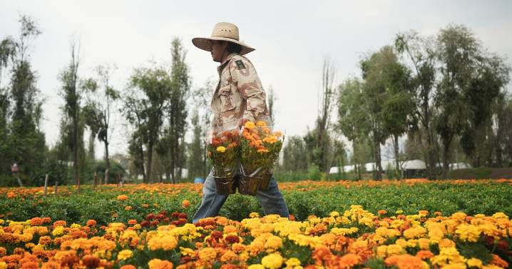 La flor de cempasúchil cubre México en Día de Muertos, pero el cambio climático la pone en riesgo