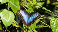 The Morpho Butterfly: One of Few Species to Live Up to Its Hype
