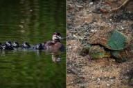 Crece familia del Parque Central: Celebran nacimiento de patos y tortugas