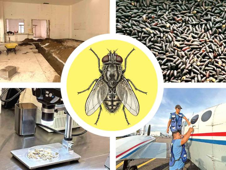 500 millones de moscas estériles, el arma contra el gusano barrenador; buscan erradicar plaga en 5 años