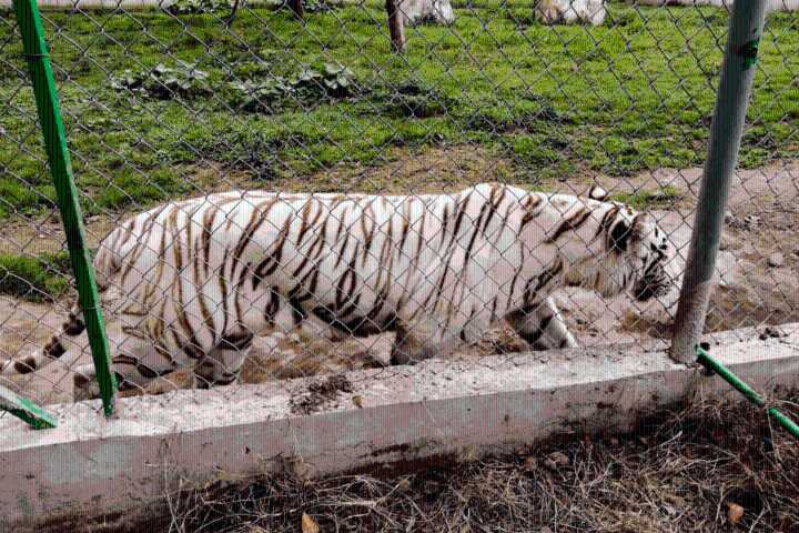Muere el tigre de bengala fugado del Parque Animalia tras las lluvias en Puebla