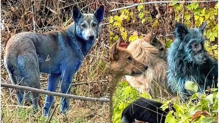 Aparecen perros azules en Chernobyl y los científicos buscan una explicación