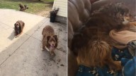 Woman In Ohio Notices Her Dog Is Upset And Uses A Heartwarming Trick To Cheer Her Up