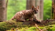 Condenan a joven por matar a un cachorro de puma en Córdoba
