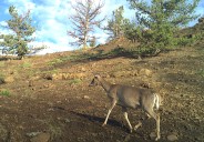 Whitetail deer, not known for migration, spotted traversing Yellowstone region high country