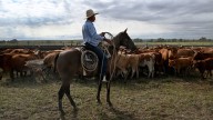 Trump: Ranchers don't understand tariffs amid Argentine beef row