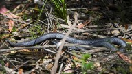 Snakes alive! Venomous vipers strike like lightning