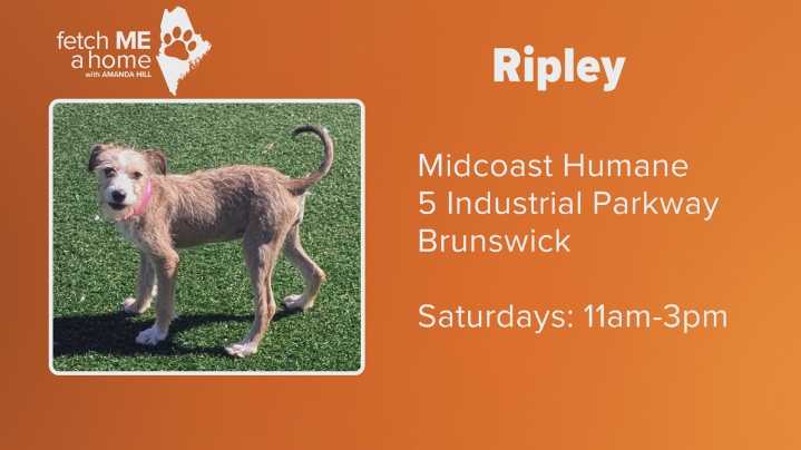 Fetch ME a Home: Ripley the puppy seeks a home